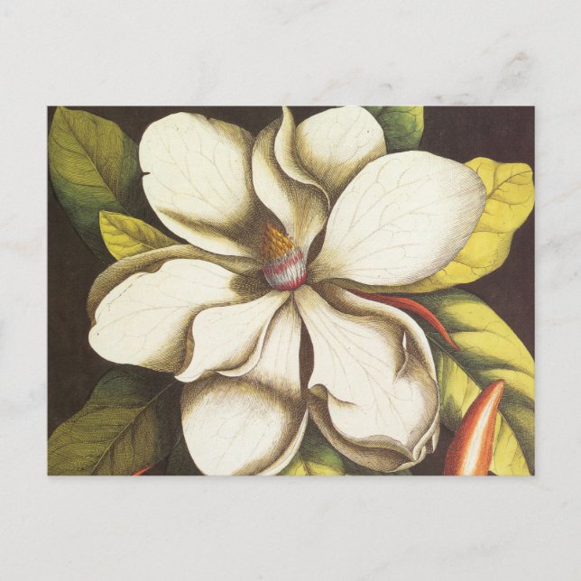 Cartão Postal Vintage Magnolia Flowers Planta Com Sementes (Frente)