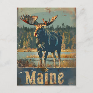 Cartão Postal Vintage Maine Moose