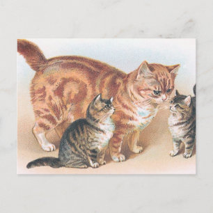 Cartão Postal Vintage "Mamma Cat"