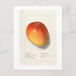 CARTÃO POSTAL VINTAGE "MANGO" AMANDA ALMIRA NEWTON 1908