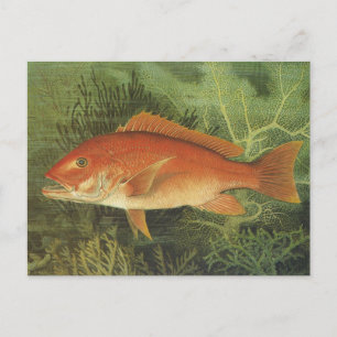 Cartão Postal Vintage Marine Life, Red Snapper Fish no Oceano
