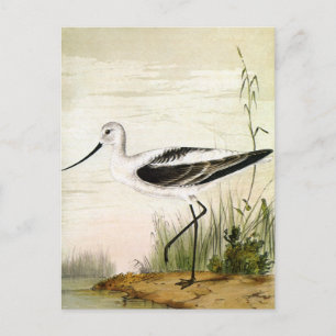 Cartão Postal Vintage Marine Life Shorebird , aves evitadas