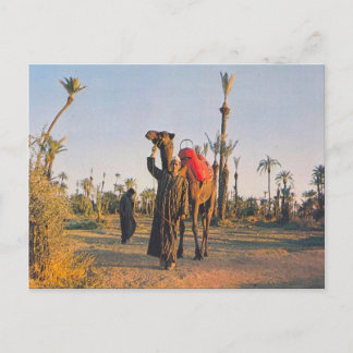 Cartão Postal Vintage Marrakesh, Camels