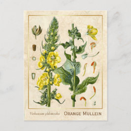 Cartão Postal Vintage Medicamento Herb Orange Mullein Botânica