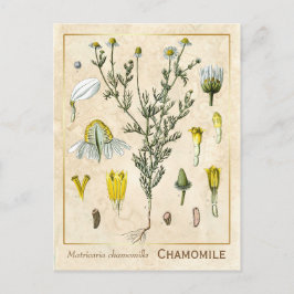 Cartão Postal Vintage Medicamento Herbo Chamomile Flor Botânico