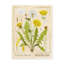 Vintage Medicamento Herbo Dandelion Flor Botânico