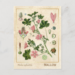 Cartão Postal Vintage Medicamento Herbo Mallow Flower Botânica