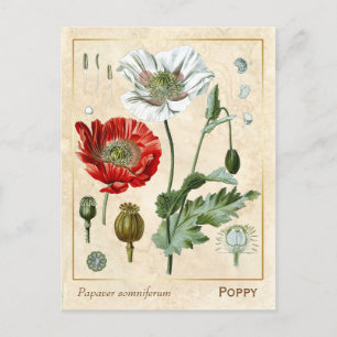 Cartão Postal Vintage Medicamento Red Poppy Flor Botânico
