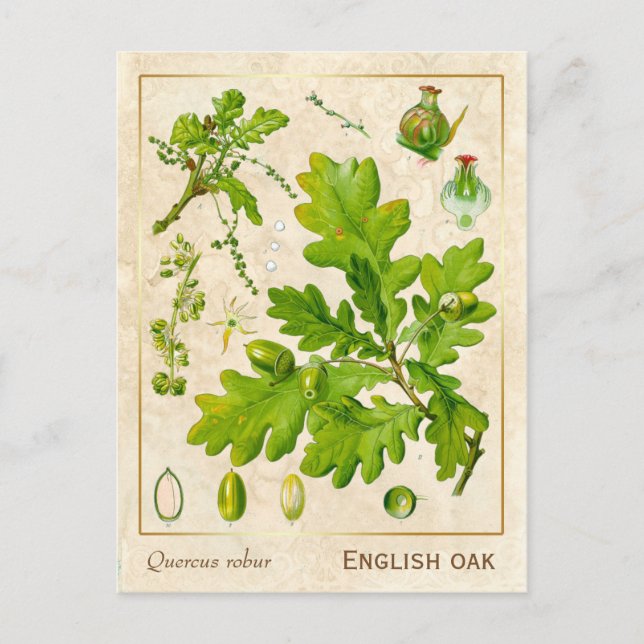 Cartão Postal Vintage Medicinal Plant English Oak Botanic (Frente)