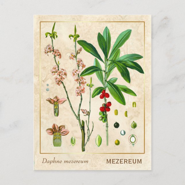 Cartão Postal Vintage Medicinal Plant Fevereiro Daphne Botanical (Frente)