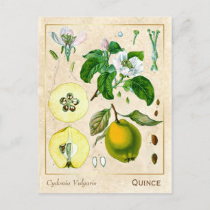 Cartão Postal Vintage Medicinale Quince Fruta Botânica