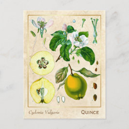 Cartão Postal Vintage Medicinale Quince Fruta Botânica