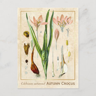 Cartão Postal Vintage Medicine Autumn Crocus Botanic