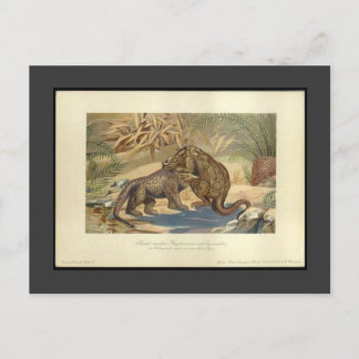Cartão postal Vintage Megalosaurus VS Iguanodon