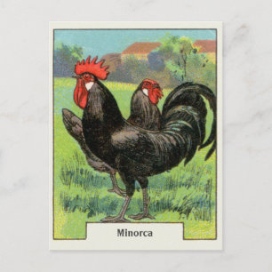 Cartão Postal Vintage Minorca Chicken