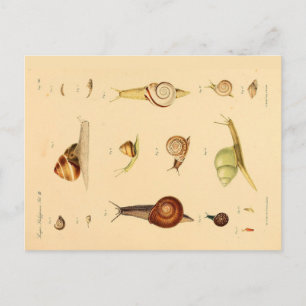 Cartão postal Vintage Mollusk e Snails