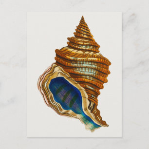 Cartão Postal Vintage Mollusk Shell por George Shaw