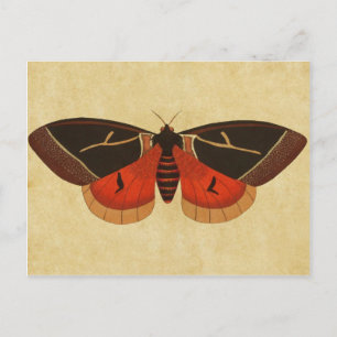 Cartão Postal Vintage Moth