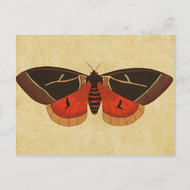 Cartão Postal Vintage Moth (Frente)