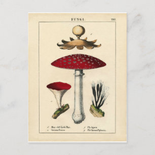 Cartão Postal Vintage Mushroom Botanical Impressão