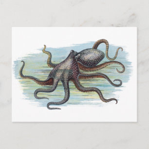 Cartão Postal Vintage Náutica - Monstro de Octopus de Profundida