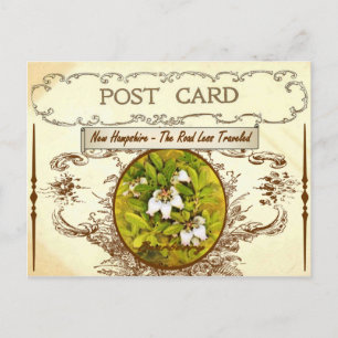 Cartão Postal Vintage New Hampshire State Flower Postcard