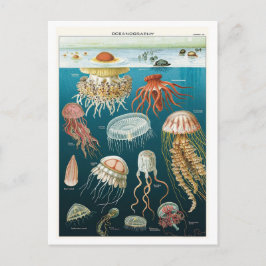 Cartão Postal Vintage Oceanografia Jellyfish Poster