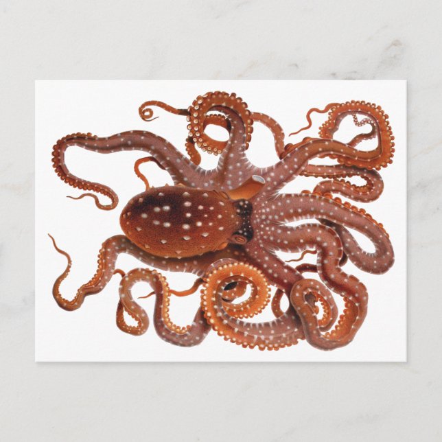 Cartão Postal Vintage Octopus Macropus, Animais Aquáticos Marinh (Frente)