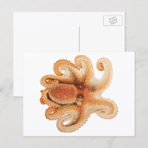 Cartão Postal Vintage Octopus Salutii, Animais Aquáticos Marinho