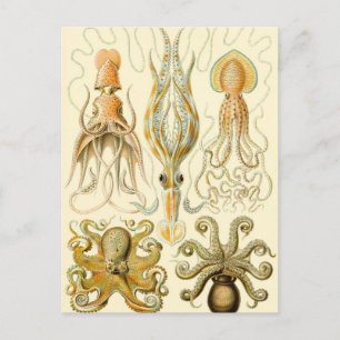 Cartão Postal Vintage Octopus Squid Gamochonia por Ernst Haeckel