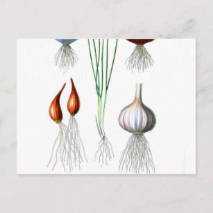 Cartão Postal Vintage Onion Garlic Impressão