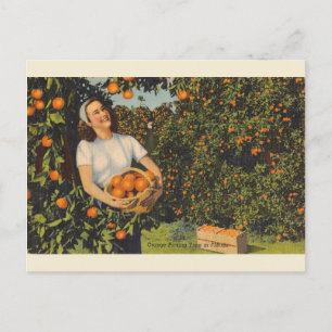Cartão postal Vintage Orange Picting Time Florida