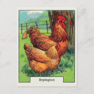 Cartão Postal Vintage Orpington Chicken