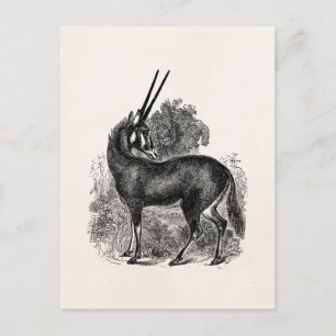 Cartão Postal Vintage Oryx Antelope Gazelle Animais Personalizad