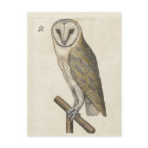 Cartão postal Vintage Owl