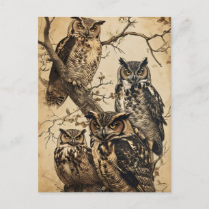 Cartão Postal Vintage Owls artful
