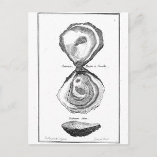 Cartão Postal Vintage Oyster Animal Print