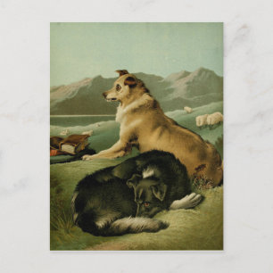 Cartão Postal Vintage Painting: Collie Dogs