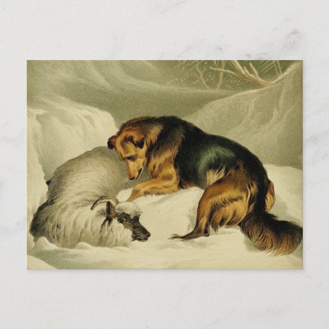 Cartão Postal Vintage Painting: german shepherd na neve (Frente)