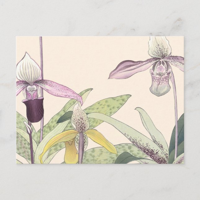 Cartão Postal Vintage Paphiopedlum Orchid Art Japonês (Frente)