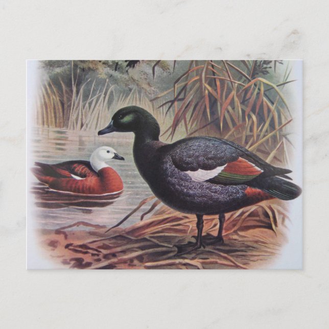 Cartão Postal Vintage Paradise Shelduck (Frente)