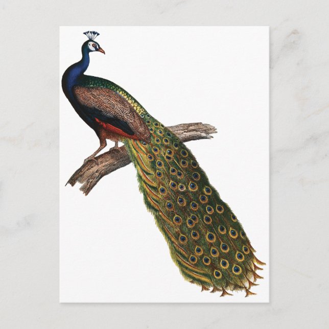 Cartão Postal Vintage Peacock (Frente)