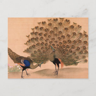 Cartão Postal Vintage Peacock