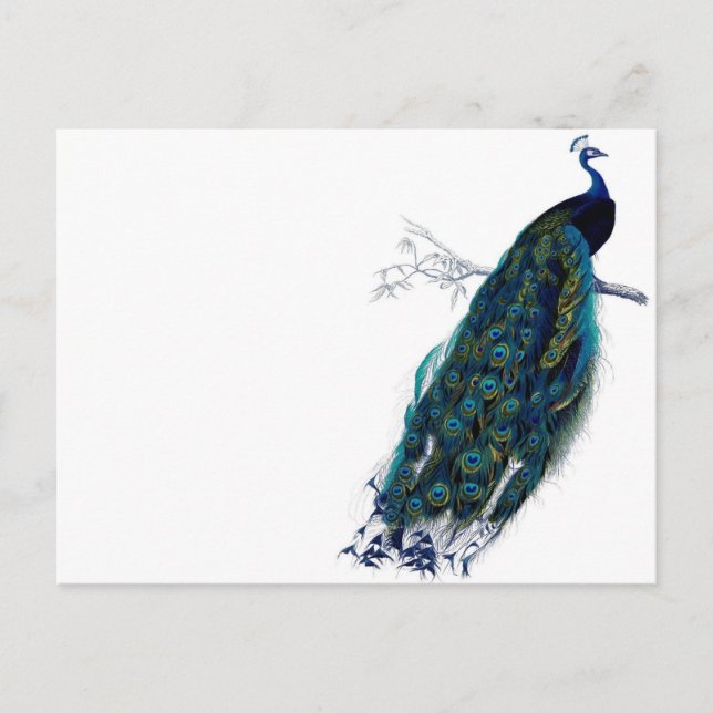 Cartão Postal Vintage Peacock (Frente)