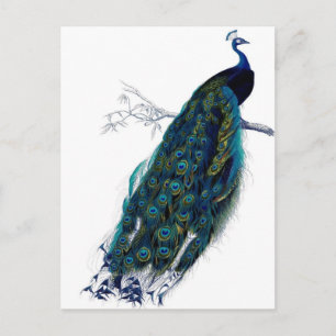 Cartão Postal Vintage Peacock