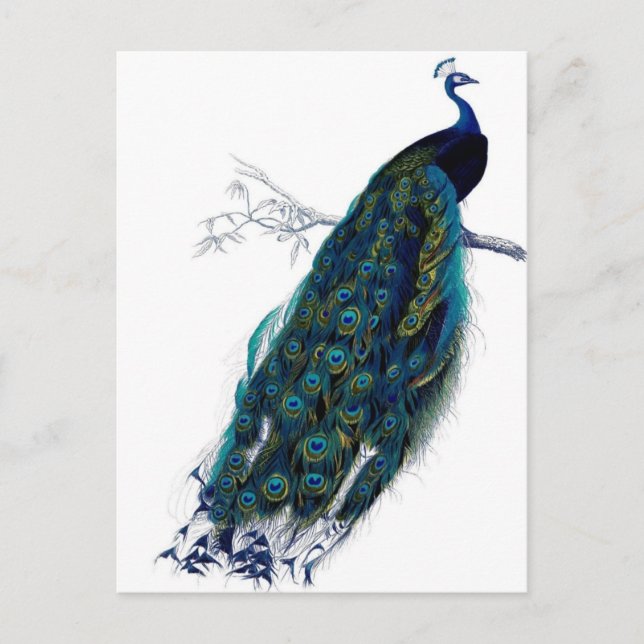 Cartão Postal Vintage Peacock (Frente)