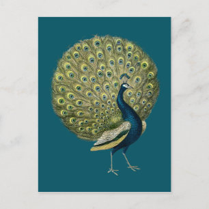Cartão Postal Vintage Peacock