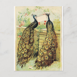 Cartão Postal Vintage Peacocks