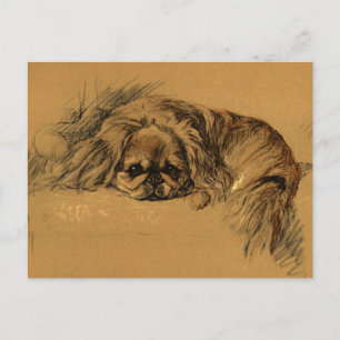 Cartão Postal Vintage Pekingeses Puppy