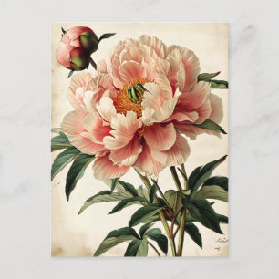 Cartão Postal Vintage Peonies